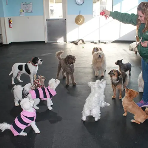 A group of all different kinds of dogs focused on a staff member with a toy